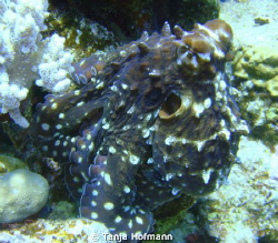 Octopus in Marsa Alam, Egypt by Tanja Hofmann 